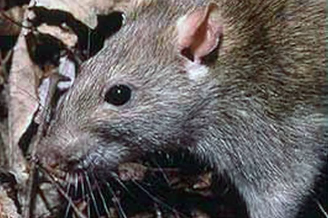 De Bruine Rat