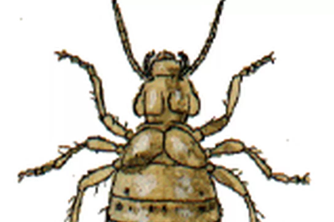 Stofluizen