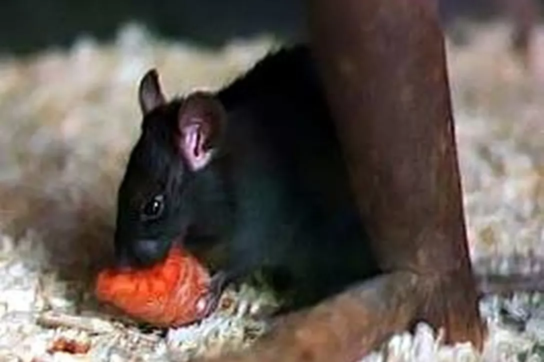 De Zwarte Rat